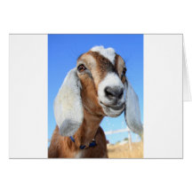 Goat star 1.jpg card