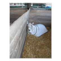Goat with a Coat in Barn Stall Photograph