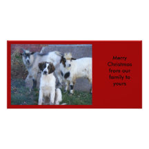Goats and Family Photo Cards