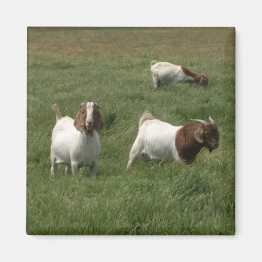 Goats Magnets