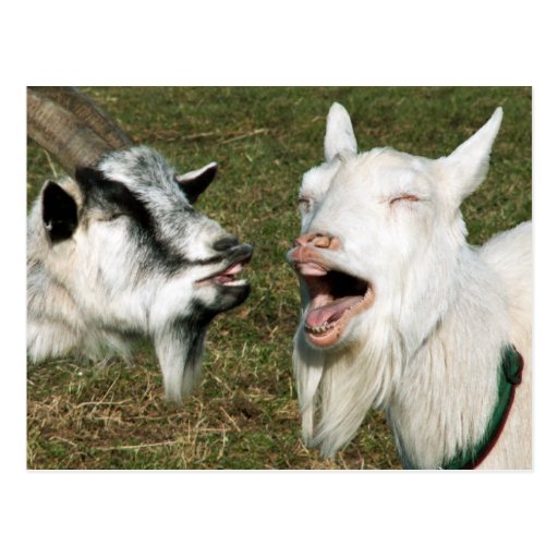 Goats postcard