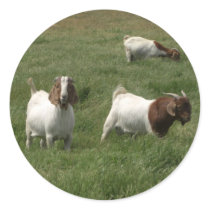 Goats Stickers