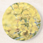Gold Alyssum - Perennial Coaster