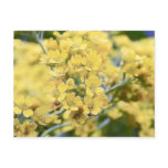 Gold Alyssum - Perennial postcards