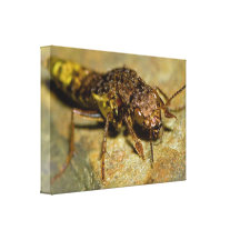 Gold & Brown Rove Beetle Canvas Prints