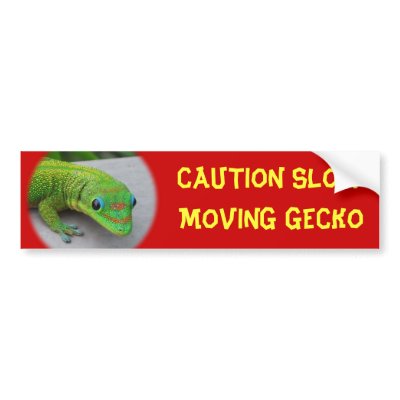 Gold Dust Day Gecko – Audition and Get Some Gecko Bumper Stickers by kingdomofanimals