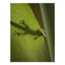 Gold Dust Day Gecko Photo Print