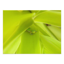 Gold Dust Day Gecko