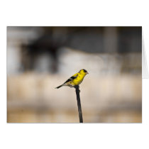Gold Finch Card
