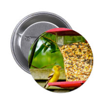 Gold Finches Feeding Pinback Button