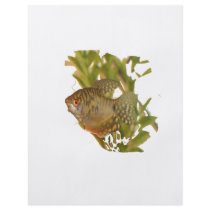 Gold Gourami Freshwater Fish With Green