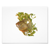 Gold Gourami Freshwater Fish With Green