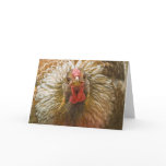 Gold-Laced Wyandotte Hen Cards