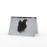 Gold laced Wyandotte trekking through Snow!