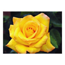 Gold medal Grandiflora Rose, 'Aroyqueli' White flo Personalized Invites
