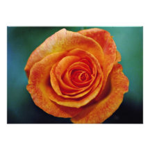 Gold Medal Grandiflora Rose 'Aroyqueli' White flow Invites