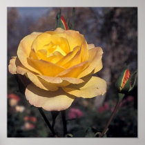 Gold  Medal Rose Posters