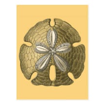 Gold Sand Dollar Postcards