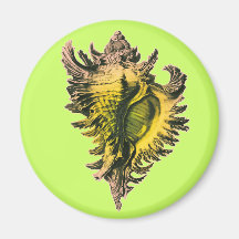 Gold Sea Shell Magnet