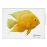Gold Severum Fish Greeting Card