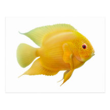 Gold Severum Postcard