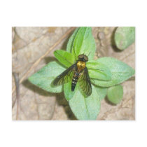 Gold Snipe Fly Postcard
