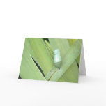 GOLD TRIMMED COCOON GREETING CARD