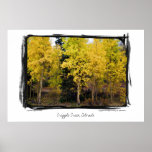 Golden Aspen, Cripple Creek, Colorado Poster posters