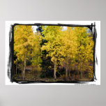 Golden Aspen, Cripple Creek, Colorado Poster