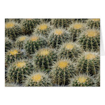 Golden Barrel Cactus - Greeting Card