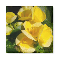 "Golden Begonias Blooms" Magnet