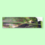 Golden Bell Frog bumper stickers
