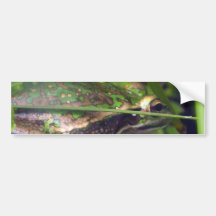 Golden Bell Frog Bumper Stickers