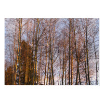 Golden Birches Business Card