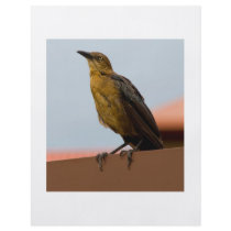 Golden Bird flyer