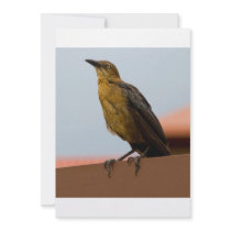 Golden Bird invitation