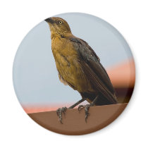 Golden Bird magnet