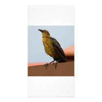 Golden Bird photo card