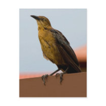 Golden Bird postcard