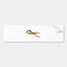 Golden Brown Scorpion Bumper Stickers