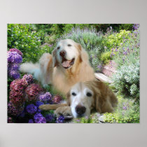 Golden Buddies Poster