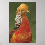 Golden/Chinese Pheasant Poster