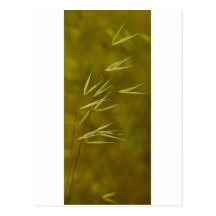 Golden Colour Post Cards