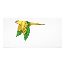 Golden Conure Products Photo Card