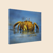 Golden Crab by the Sea Canvas Print canvas prints