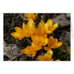 Golden Crocuses Cards