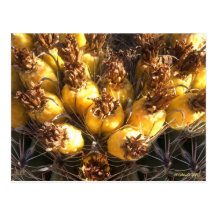Golden Crown Postcards