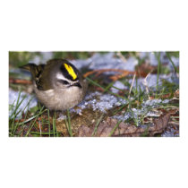 Golden-crowned Kinglet Photo Cards