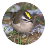 Golden-crowned Kinglet Stickers