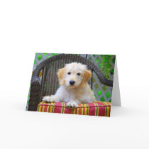 Golden Doodle Puppy Cards
